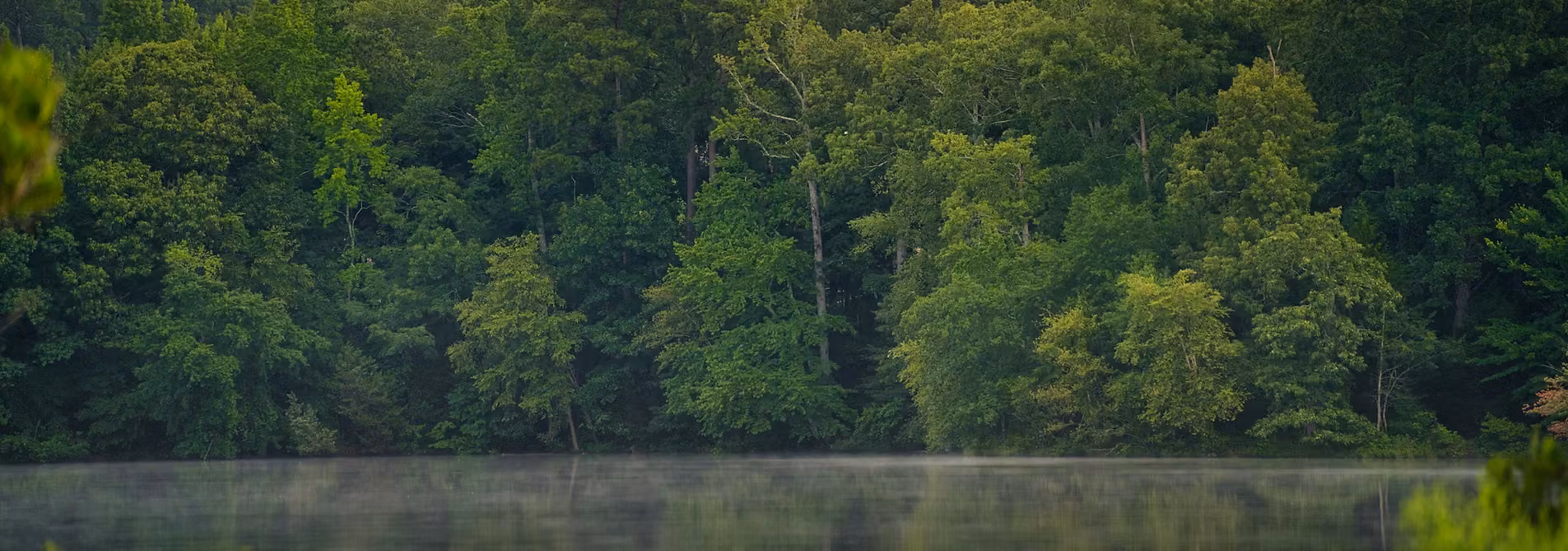 Mist rising off still water at the edge of a dense treeline